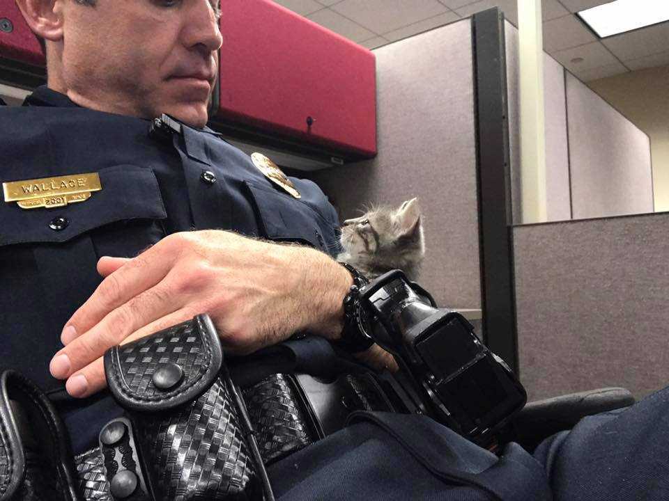 Stray kitten charms police sergeant, is hired as 'partner'