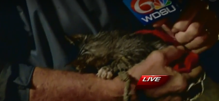 Reporter rescues kitten during Hurricane Nate coverage