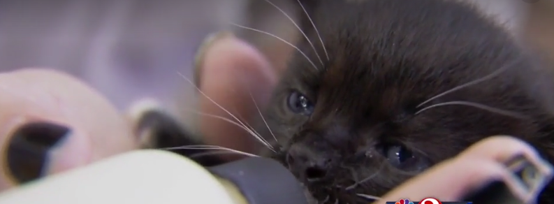 Adorable kittens rescued by woman on horse
