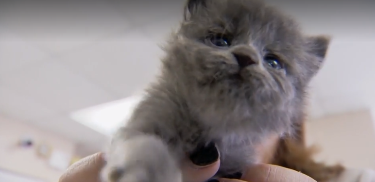 Woman rescues 4 kittens abandoned on side of the road