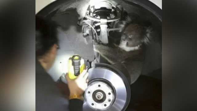 Koala survives 16km ride behind vehicle wheel in Adelaide, Australia
