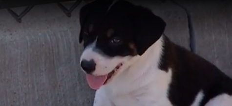 Good Samaritans rescue puppy found in dumpster