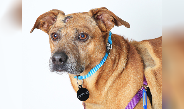Roseville dog found with skull beaten in is up for adoption