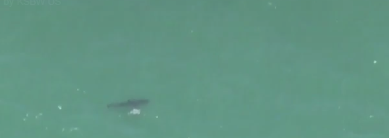Great white sharks spotted off the Santa Cruz County coast