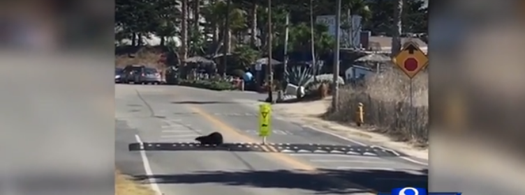 Adorable sea otters use memorial crosswalk