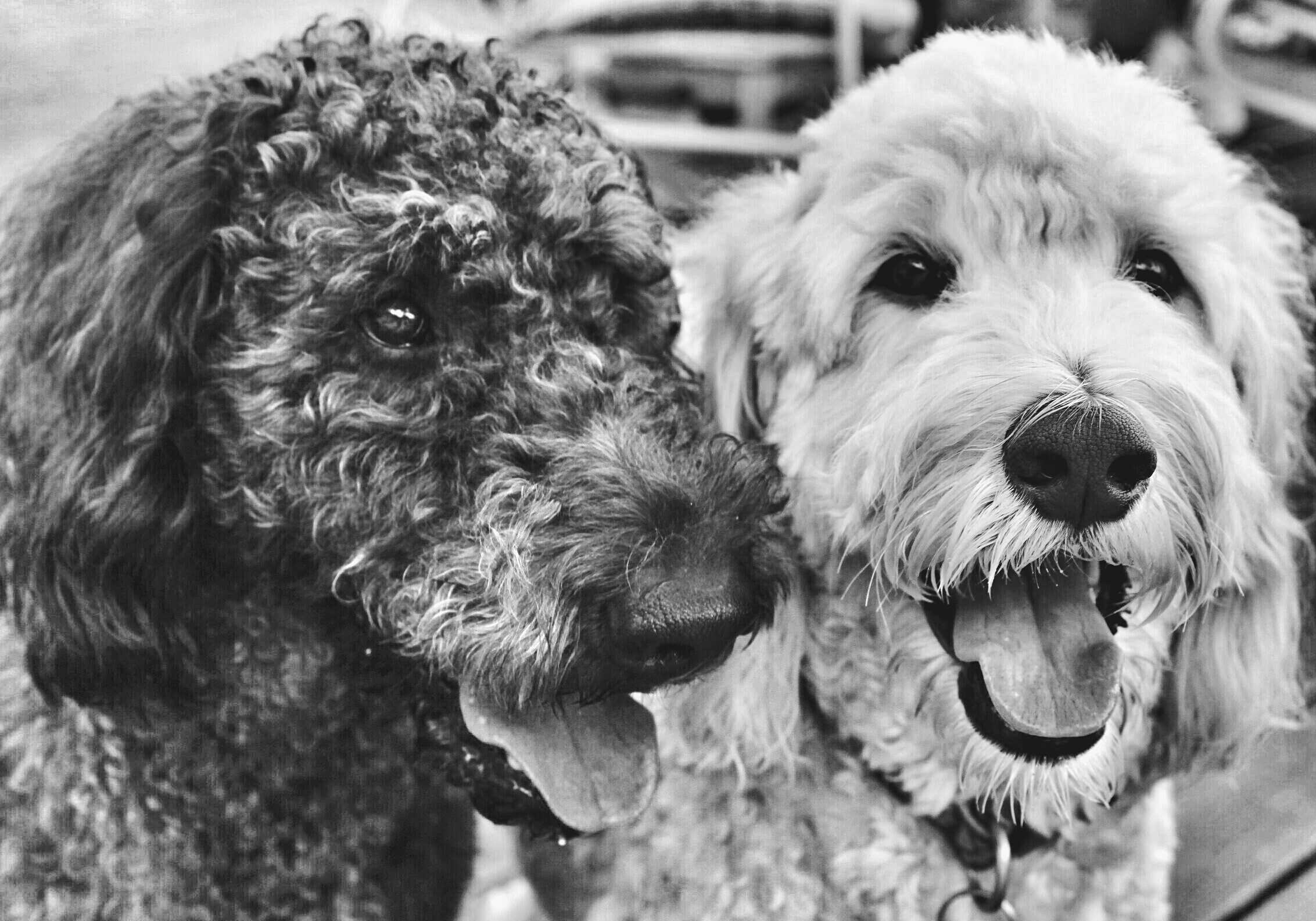 2 dogs save elderly woman from freezing to death outside