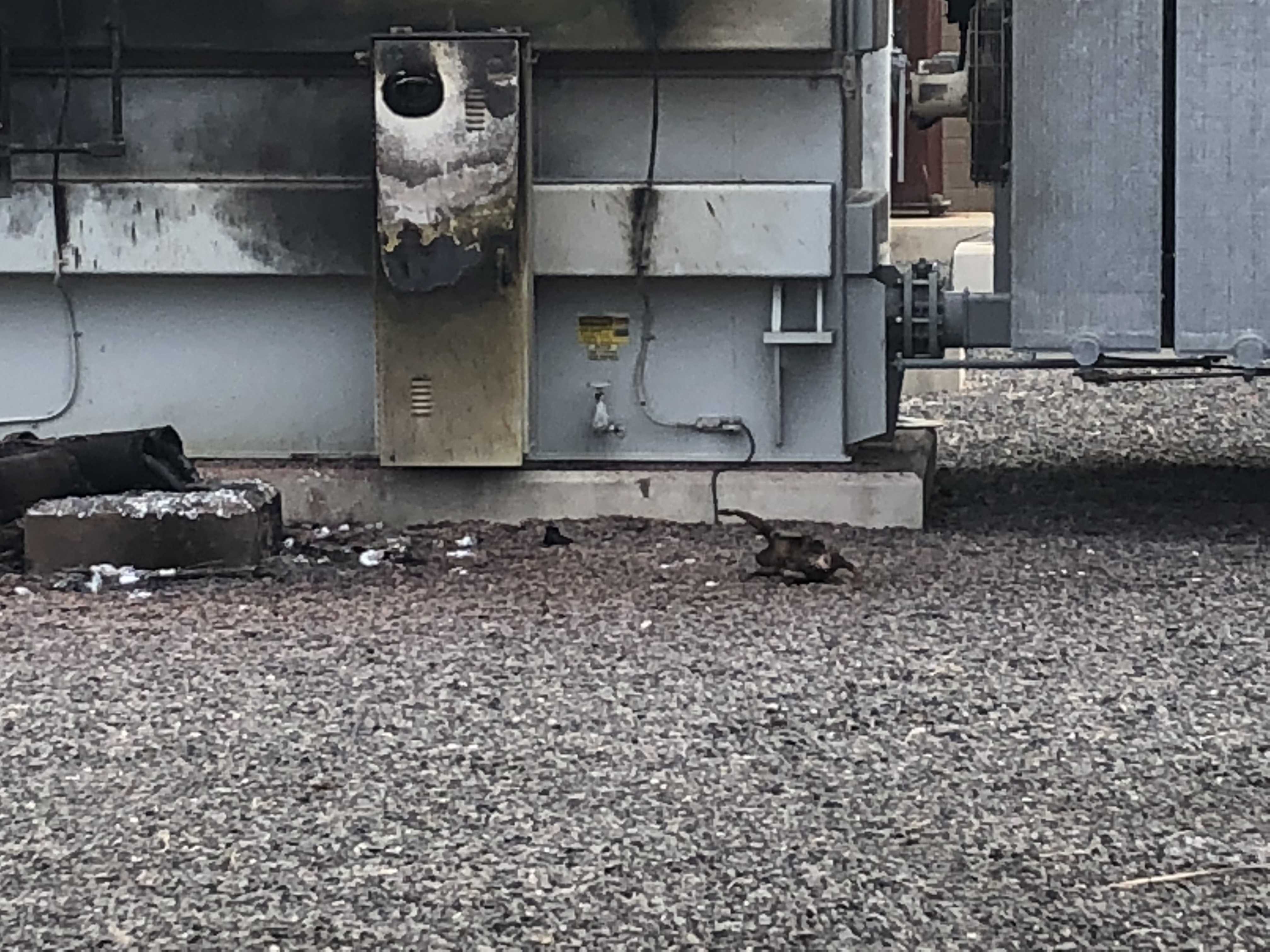PNM: Large raccoon causes massive power outage