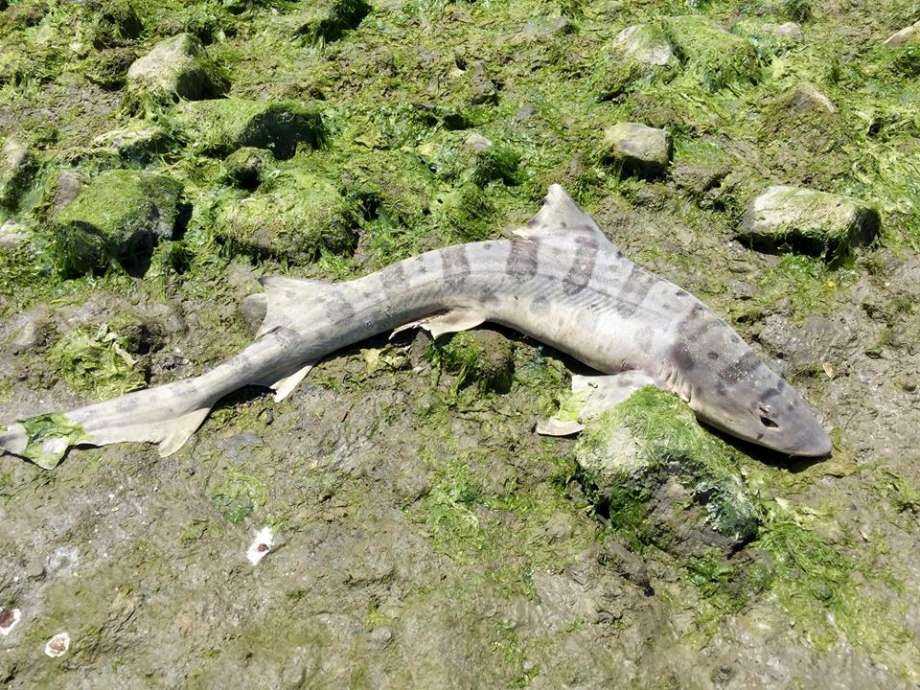 Brain-eating parasite likely responsible for massive leopard shark die-offs in Bay Area