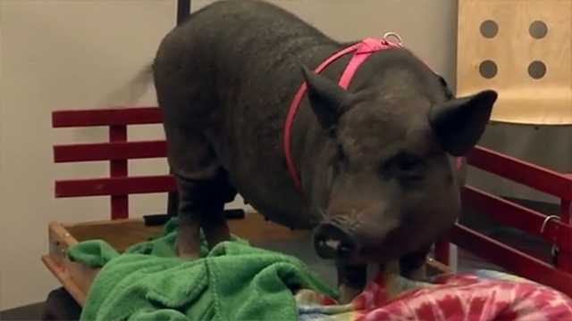 Meet the pig helping kids read at the library