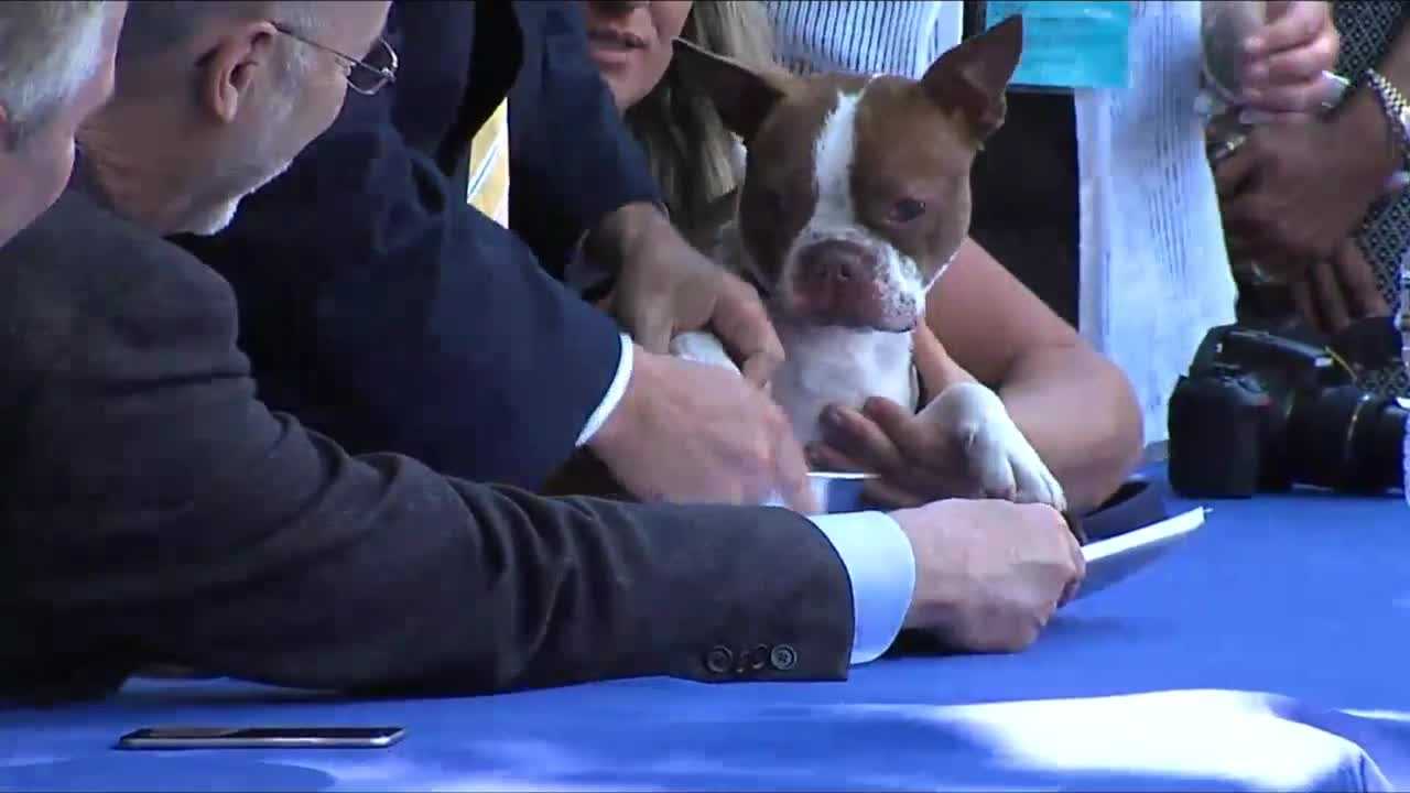 Libre the dog puts his stamp on Pennsylvania's new, tougher animal cruelty law