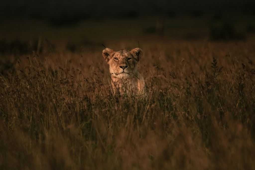 Suspected poacher mauled to death, eaten by lions he was hunting
