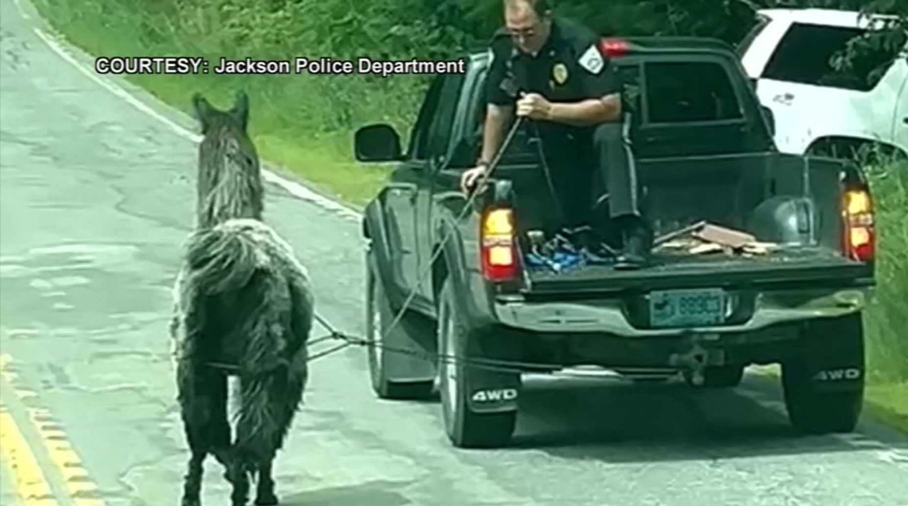 Golf game interrupted by llama chasing a bear