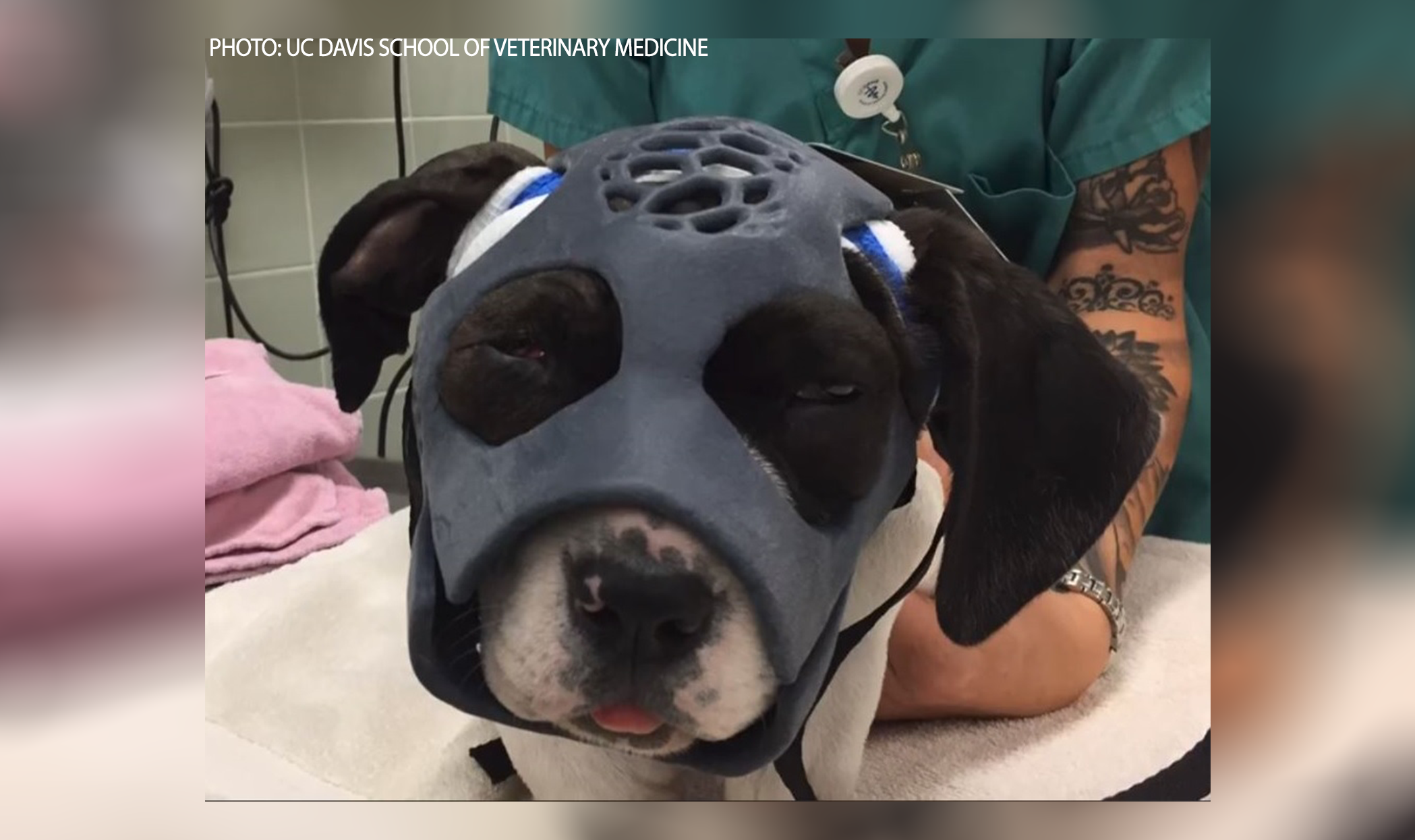 First-of-its-kind 3D printed mask helps puppy heal