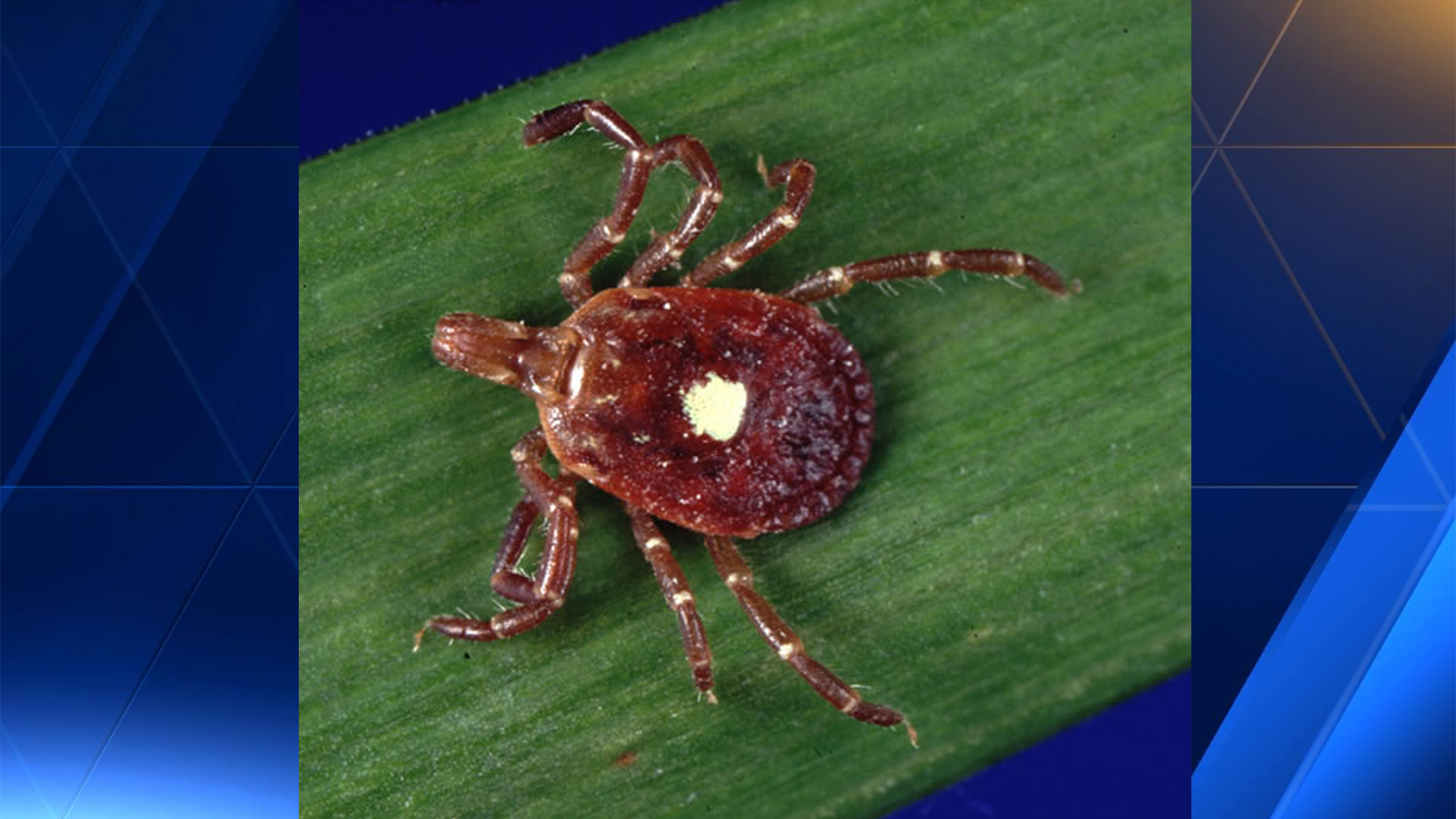 Woman Dies From Tick-Bourne Virus Woman Dies From Tick-Bourne Virus