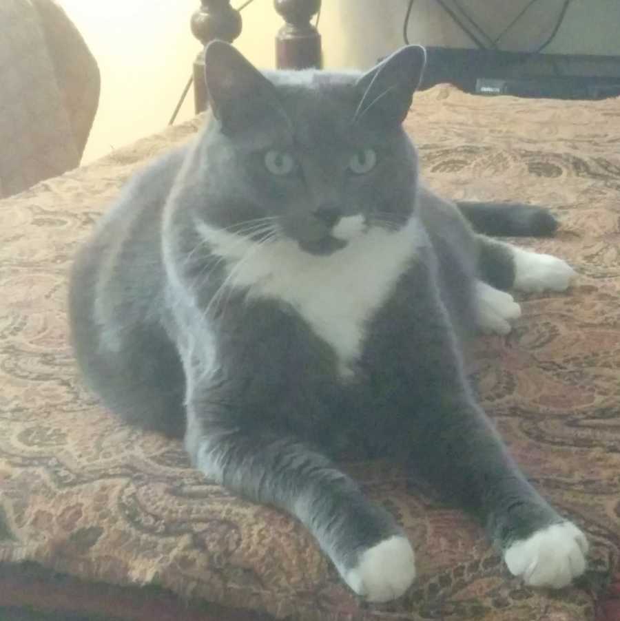 Old Cat Doesn T Groom Old Cat Doesn T Groom
