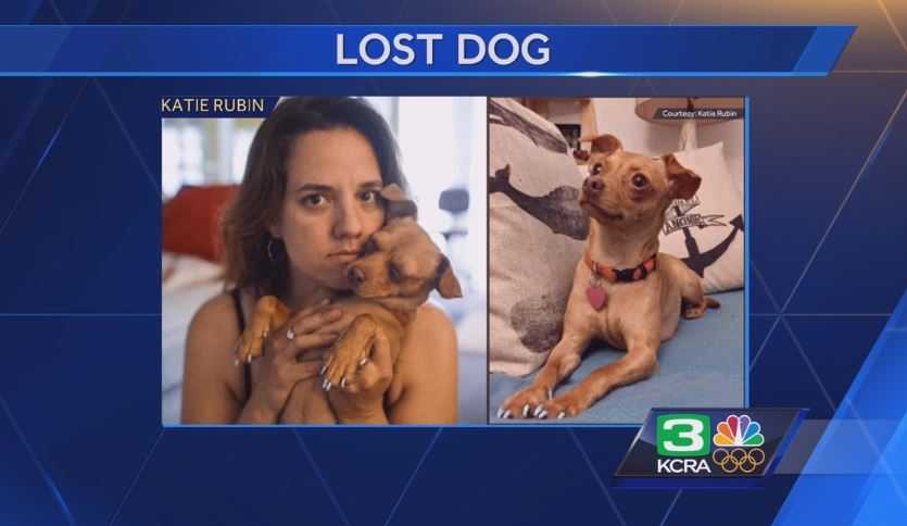Sitter found on Rover.com loses dog in Sacramento