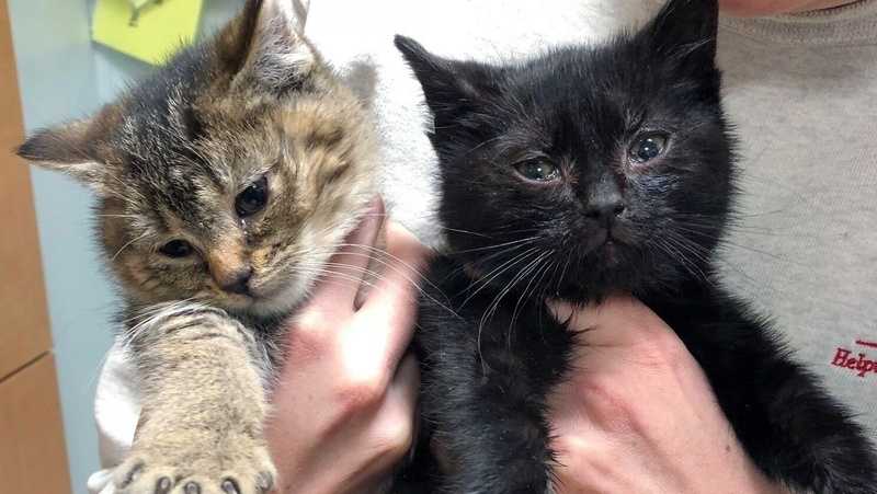 UPS driver rescues freezing kittens before nor’easter