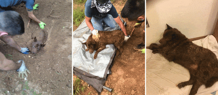 PETA reward grows to $10,000 after dog found buried alive