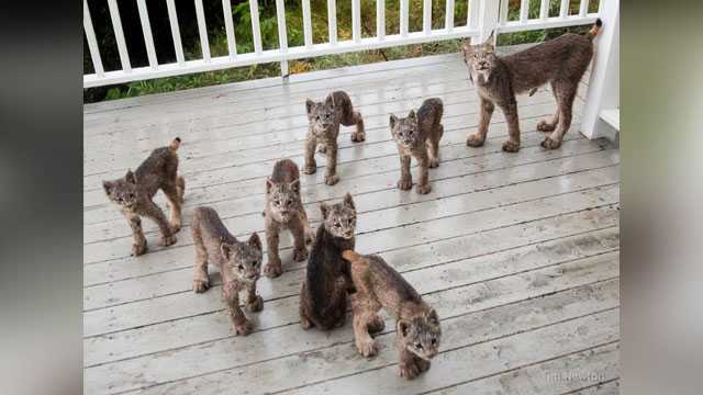 Lynx family returns to scene of viral photo shoot, is caught on video
