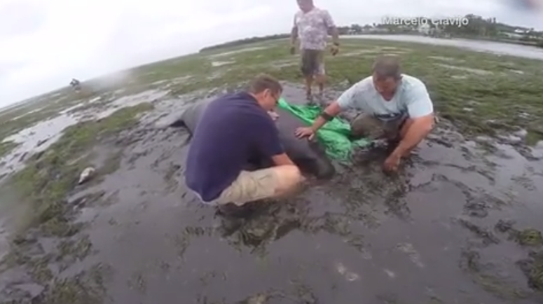 Video: People rescue manatees marooned in drained bay