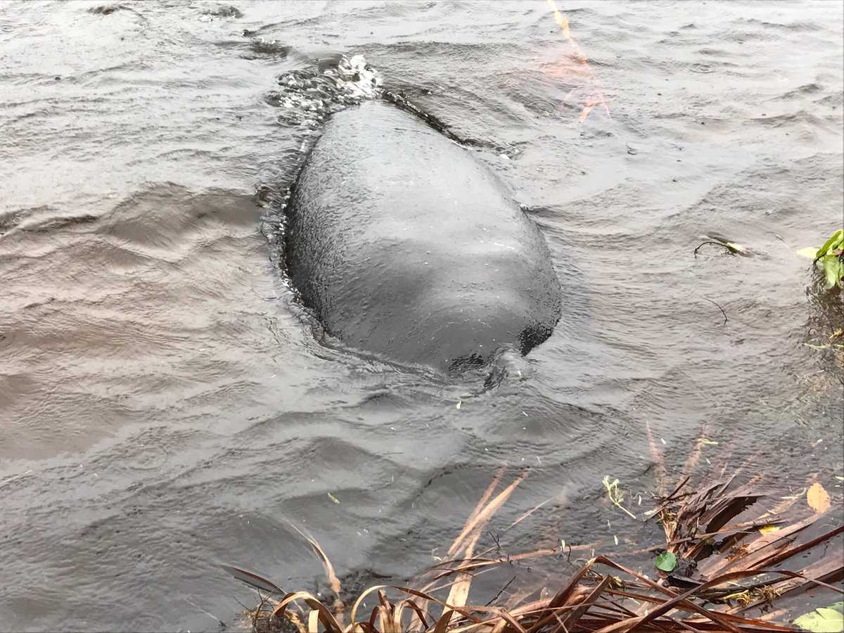 Manatees take advantage of loose vegetation from Hurricane Irma