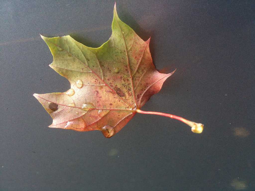 Raking in cash: Website offers to pay you for New England maple leaves