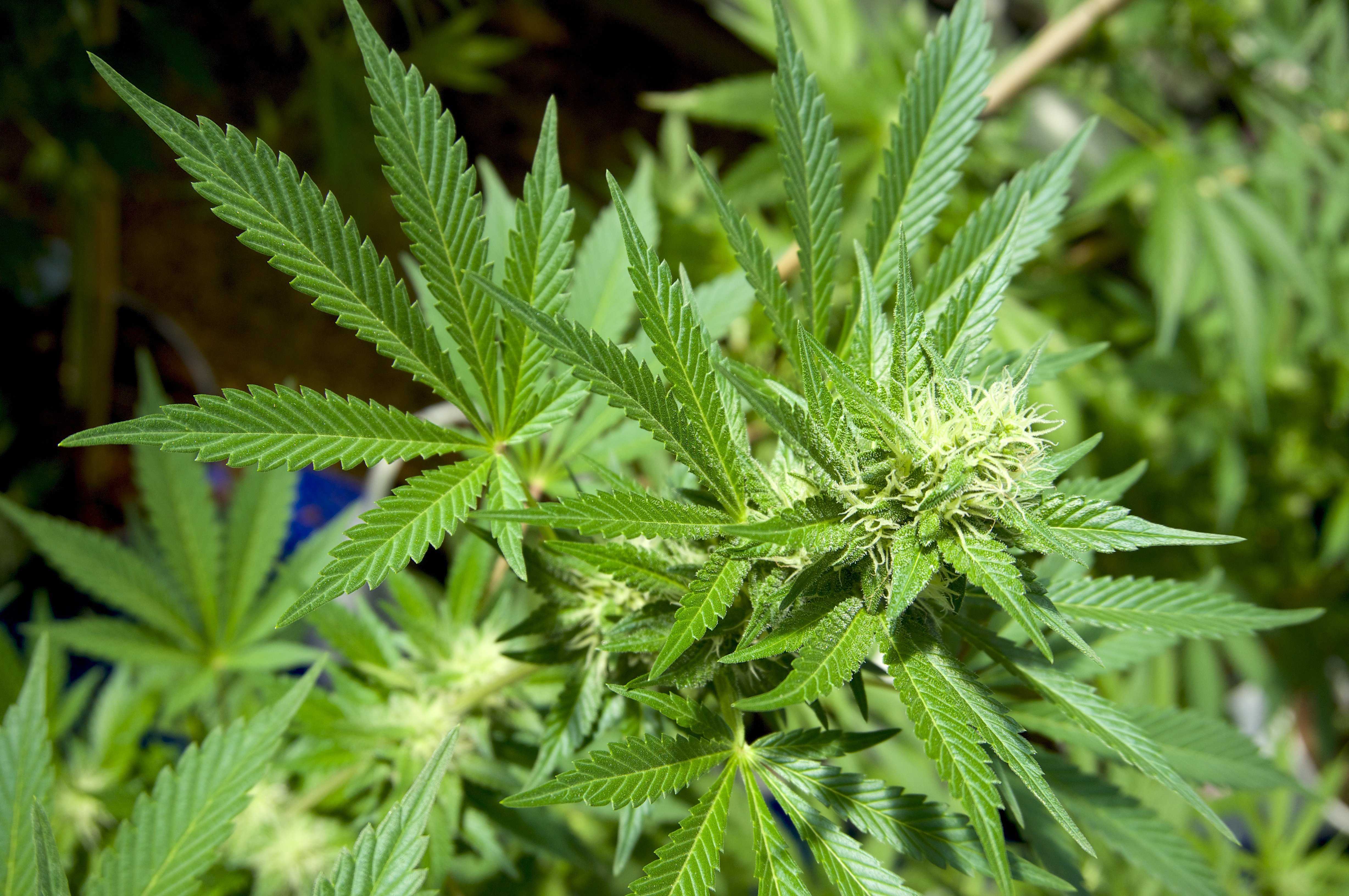 States offer breaks to minority marijuana entrepreneurs