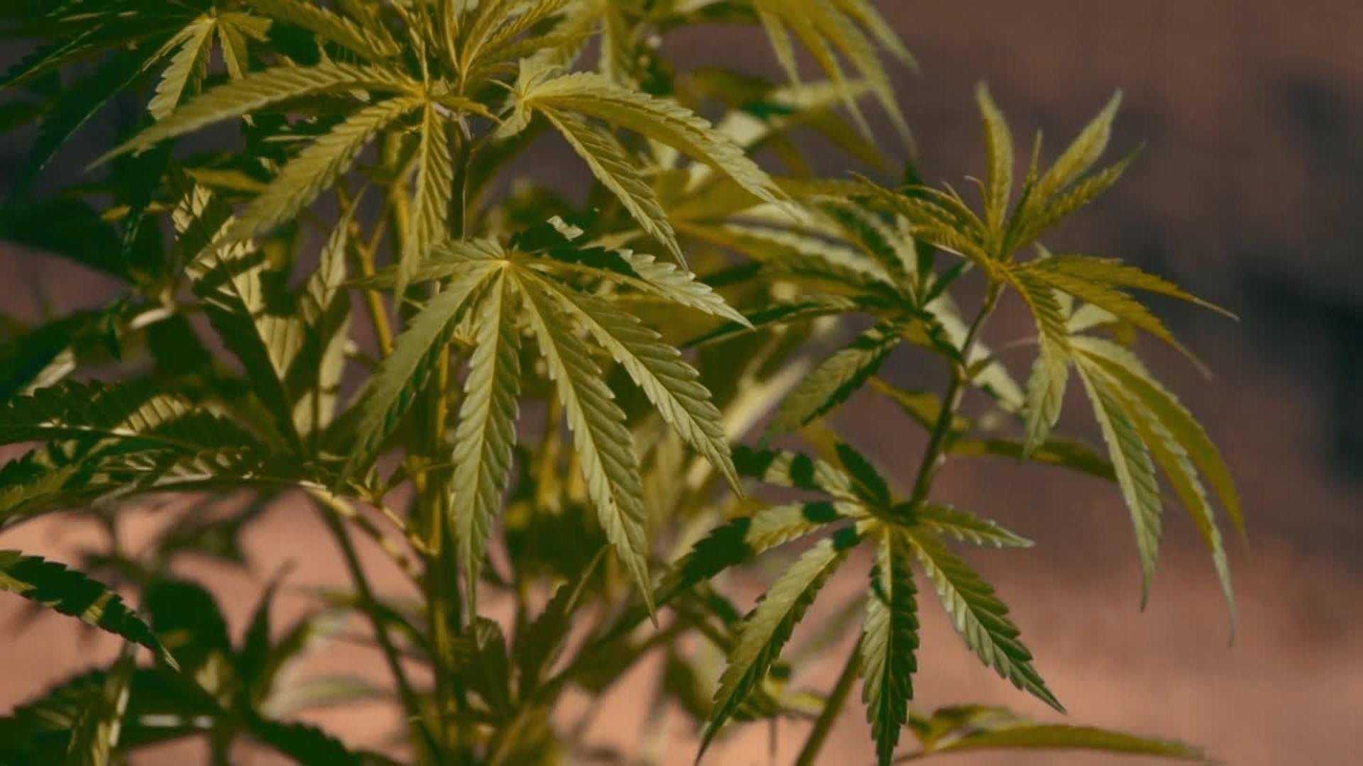Maine lawmaker's bill helps kids prescribed medical marijuana