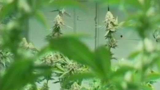 Cincinnati gives green light to local medical marijuana operations - WLWT Cincinnati