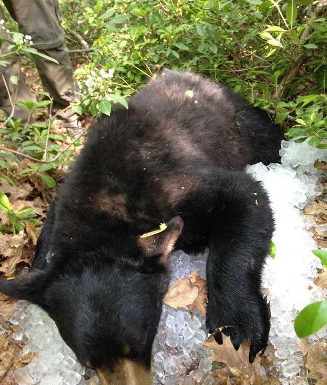 Black bear gets tranquilized, iced in Marlborough