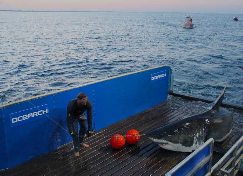 Oh where, oh where can Mary Lee be? Celebrity shark disappears from tracking