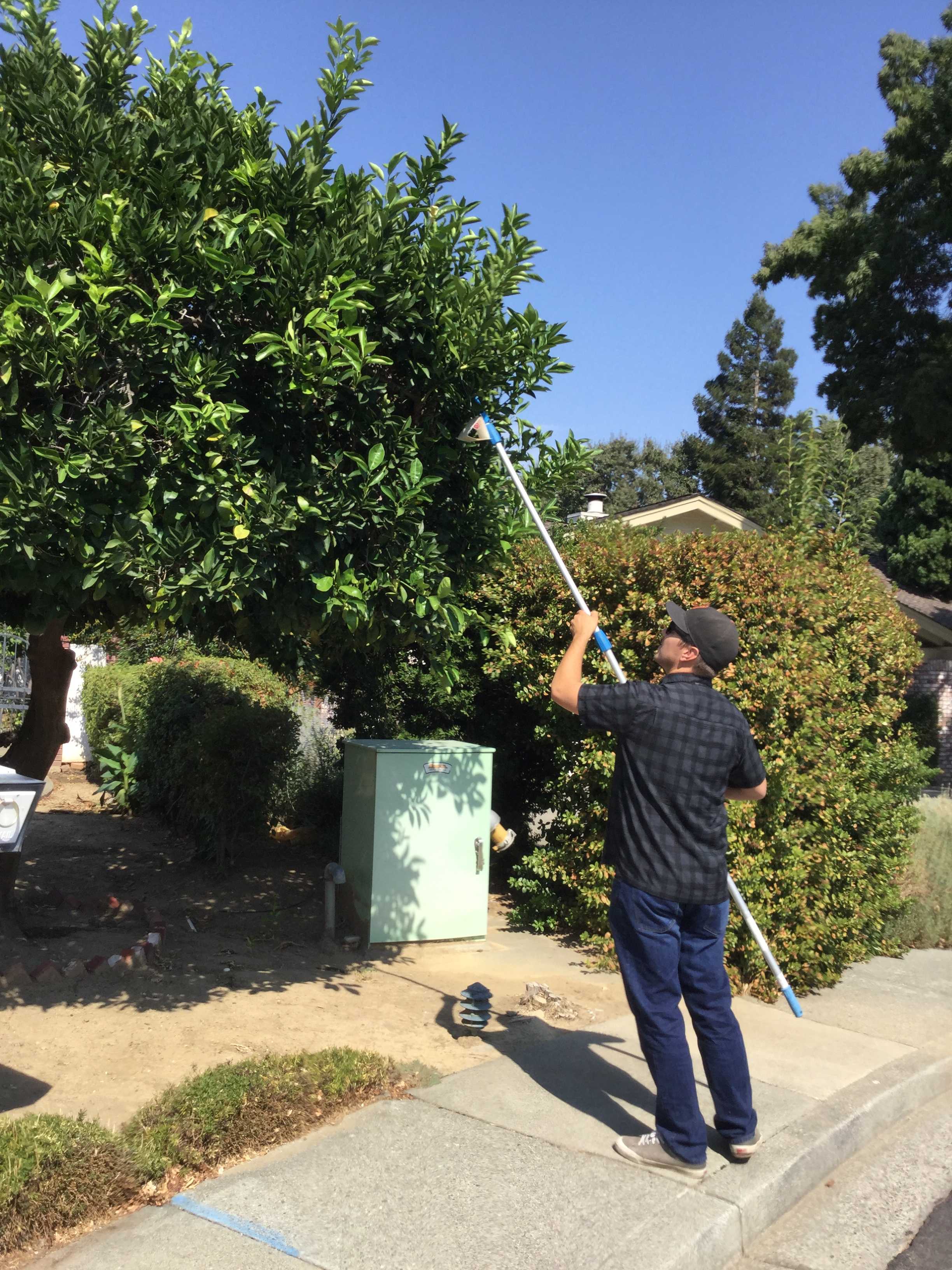 Invasive Med fly found in Solano County