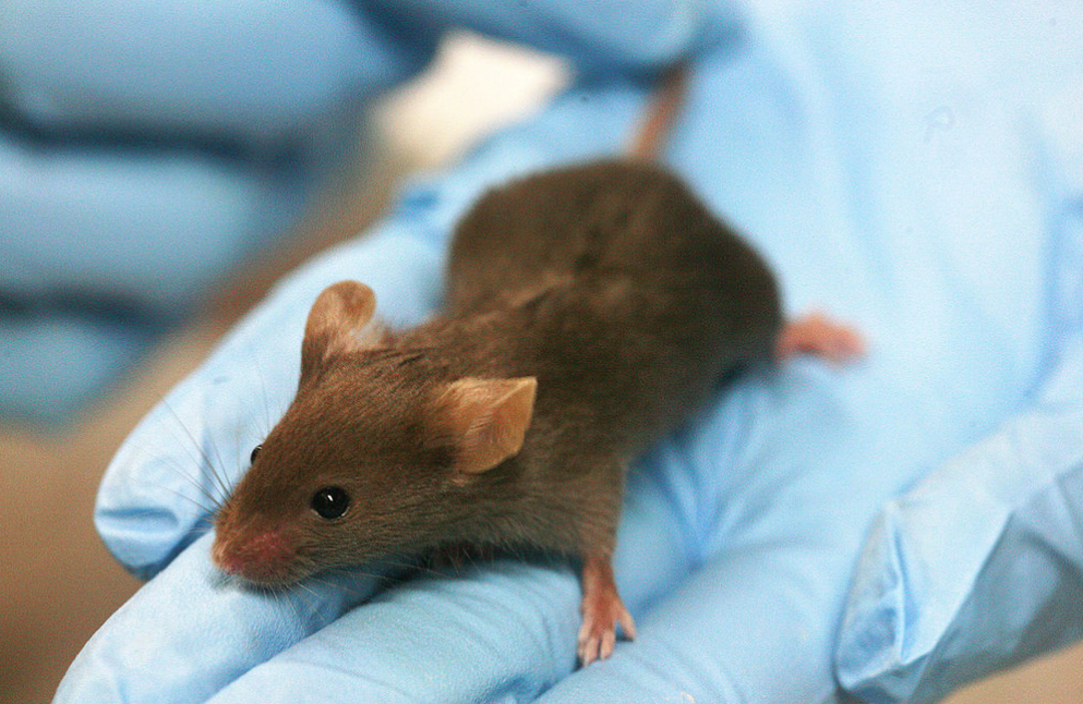Cancer breakthrough? 97 percent of mice cured in vaccine study