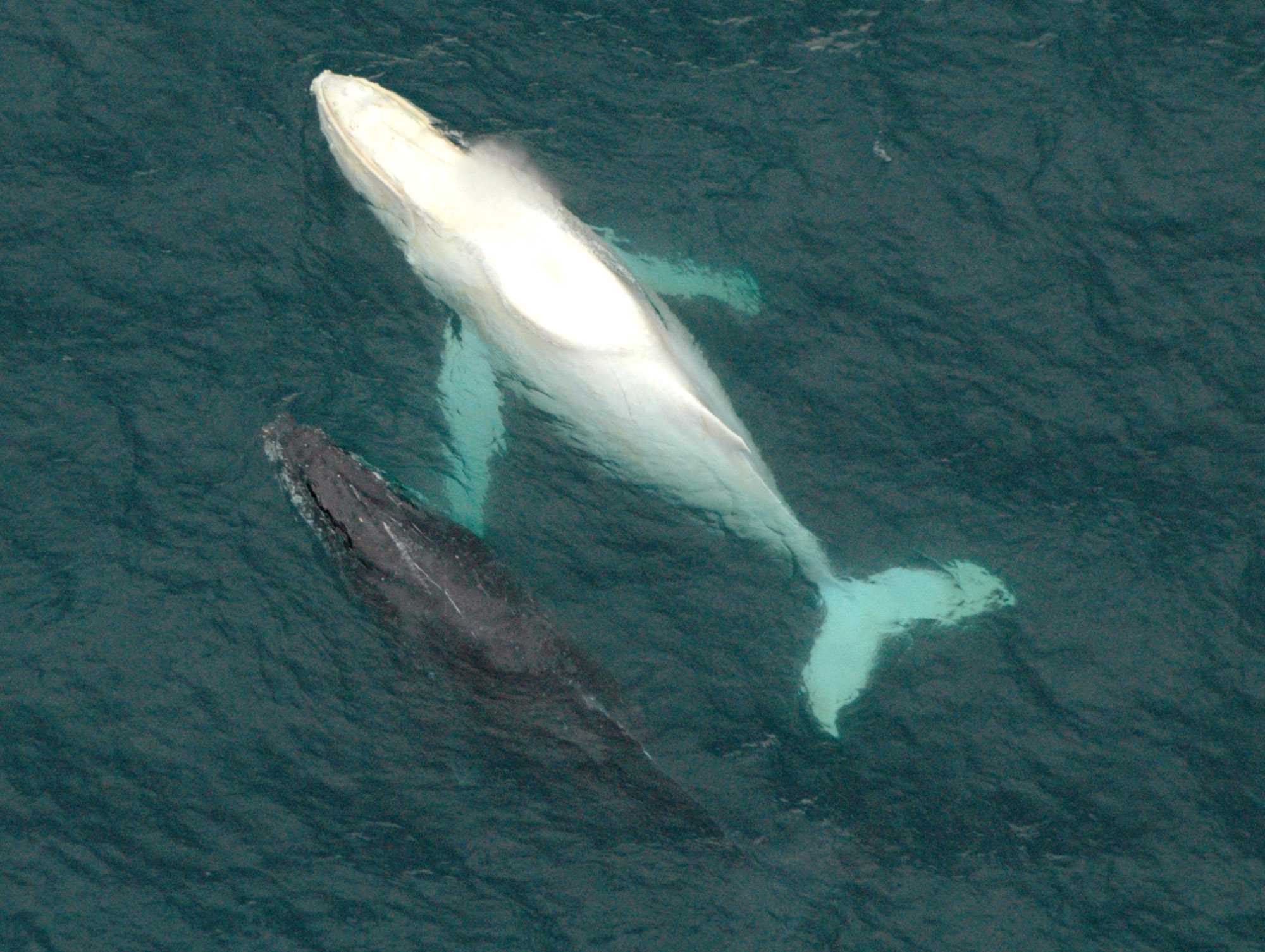 Migaloo the white whale makes his annual migration past Australia