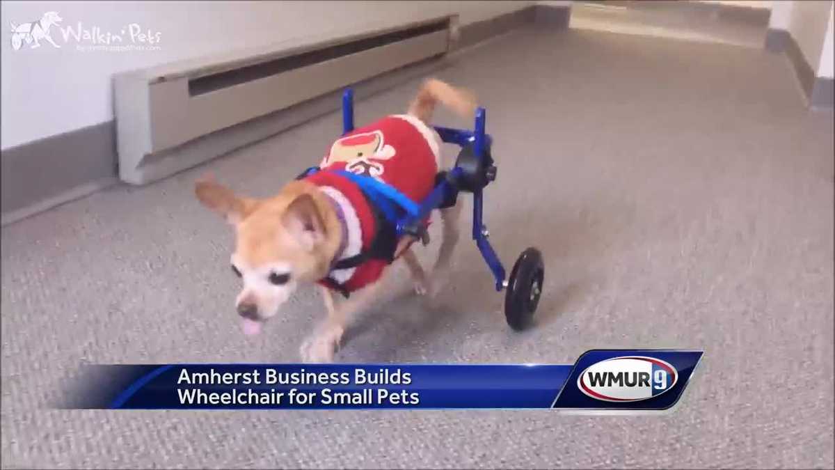 amherst company builds wheelchair for small pets