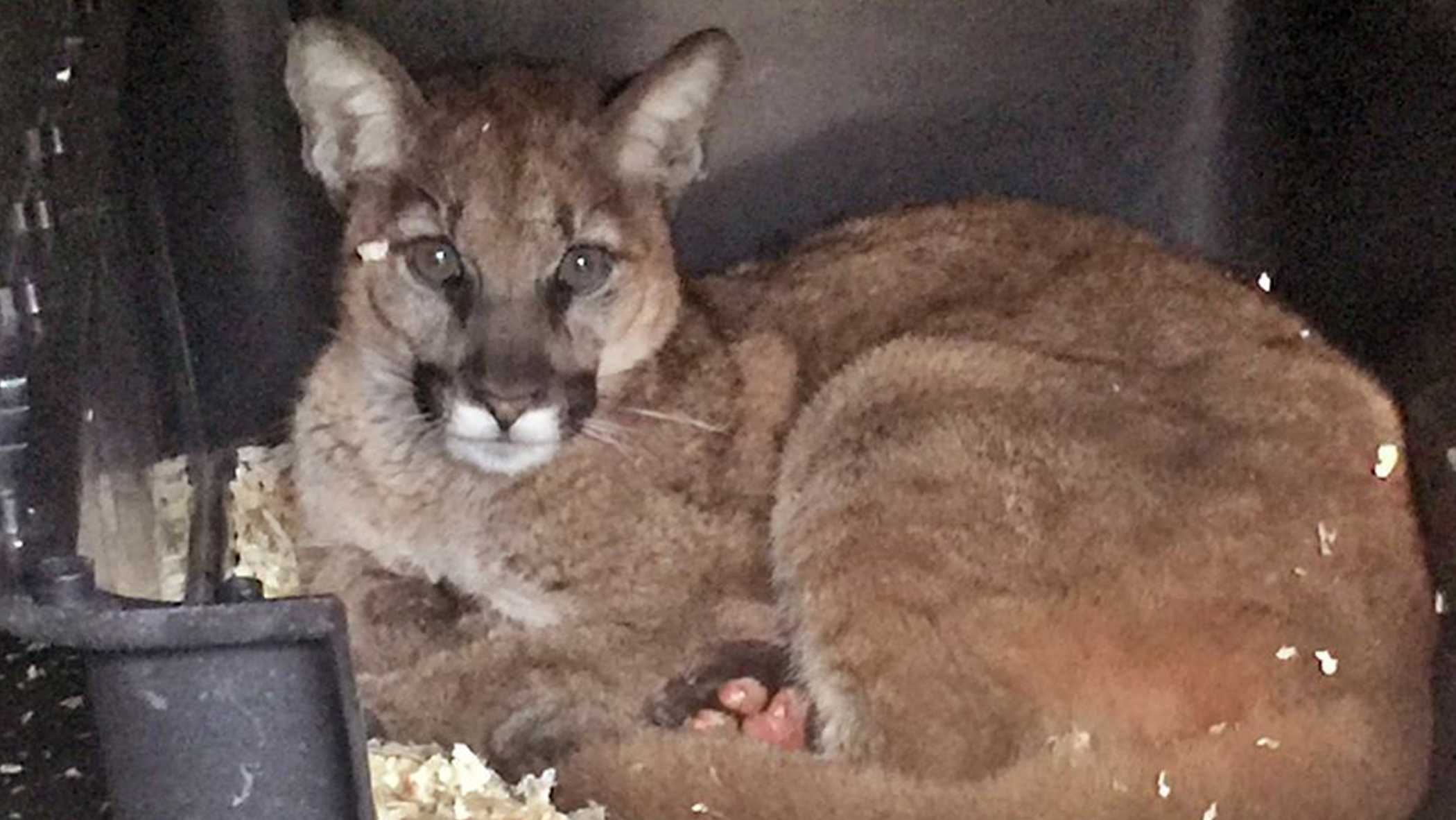 Mountain lion cub rescued from Thomas Fire 'doing well'