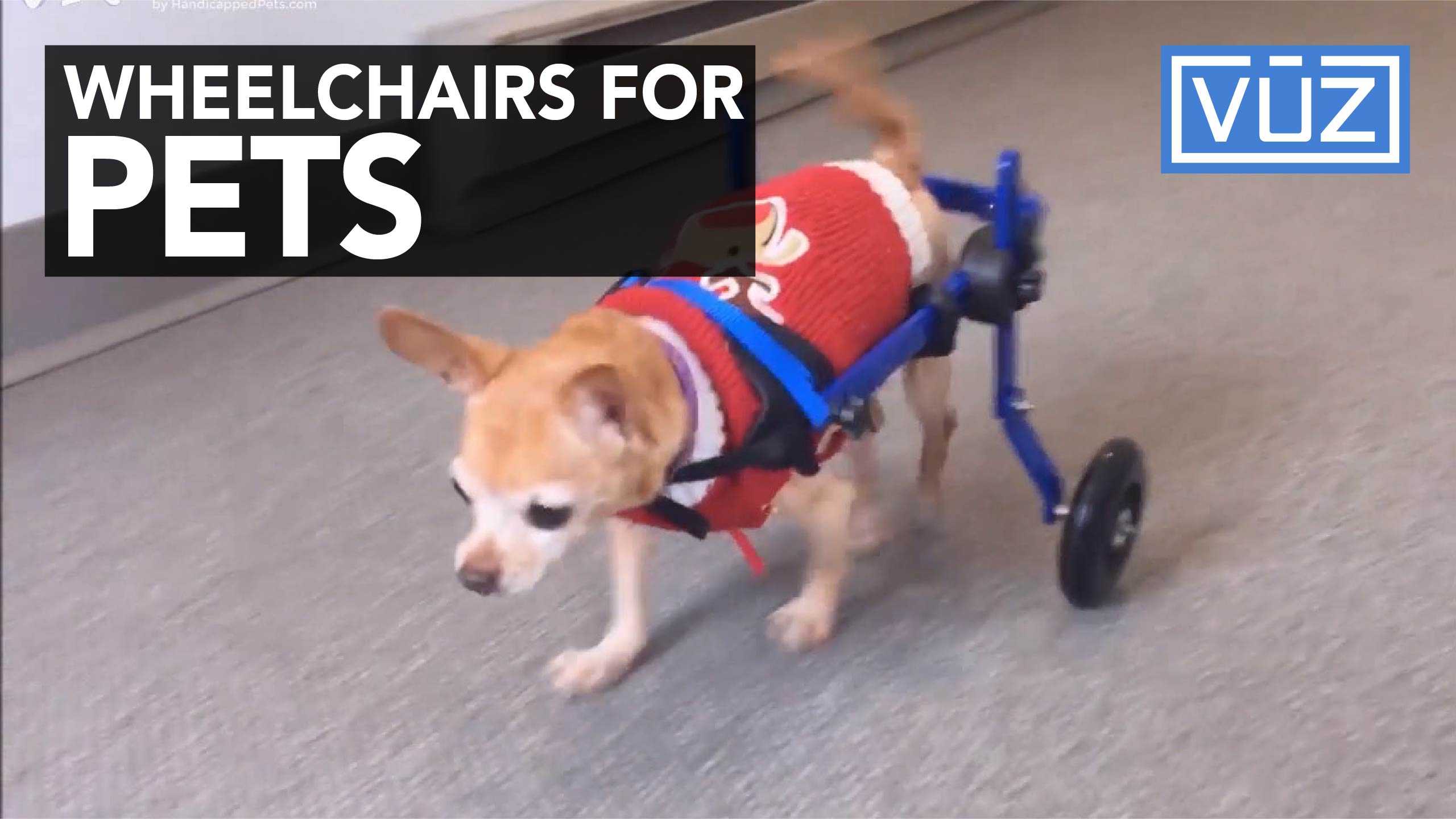 Product line grows for pet wheelchair company