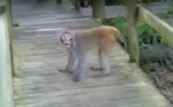 Troupe of monkeys vex Florida park, go viral on social media