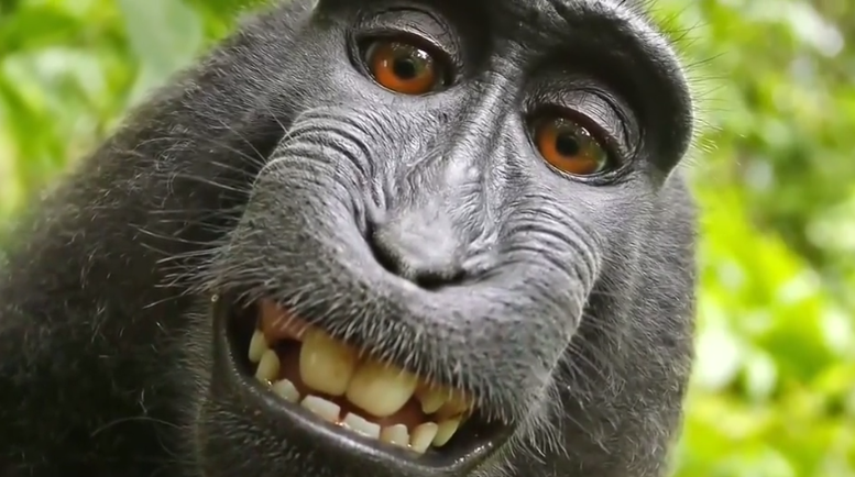 Monkey selfies, Irma, eclipse, and Lauer top Google in 2017