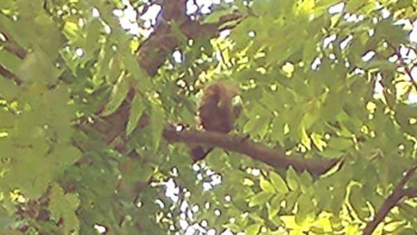 Residents say monkeys on the loose in Ohio neighborhood