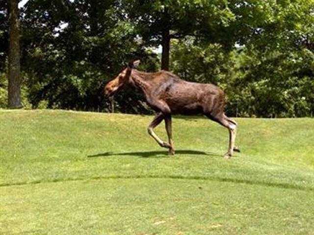 Moose takes stroll along golf course - Kansas City news - NewsLocker