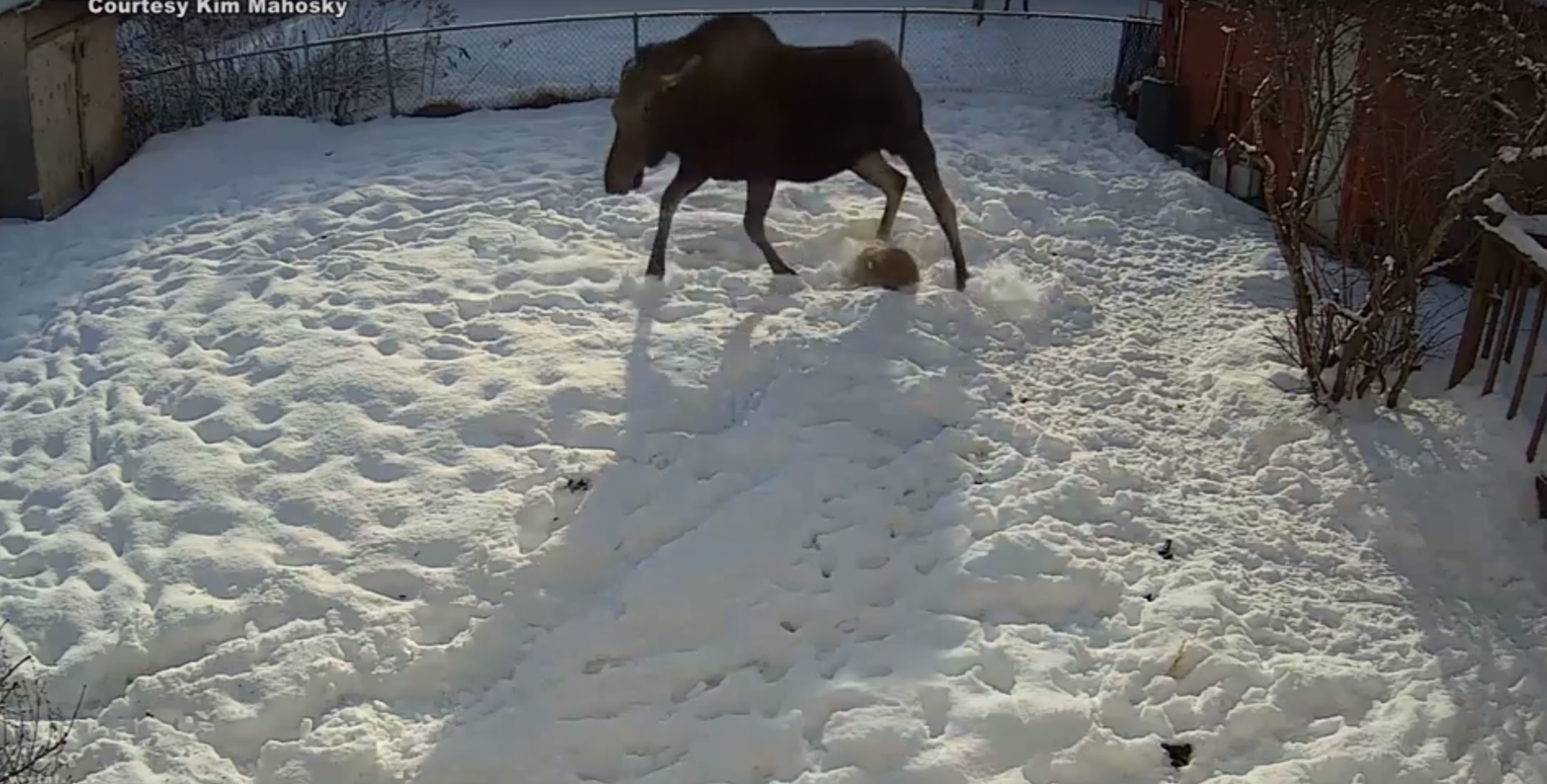 Surveillance camera captures moose stomping dog in backyard