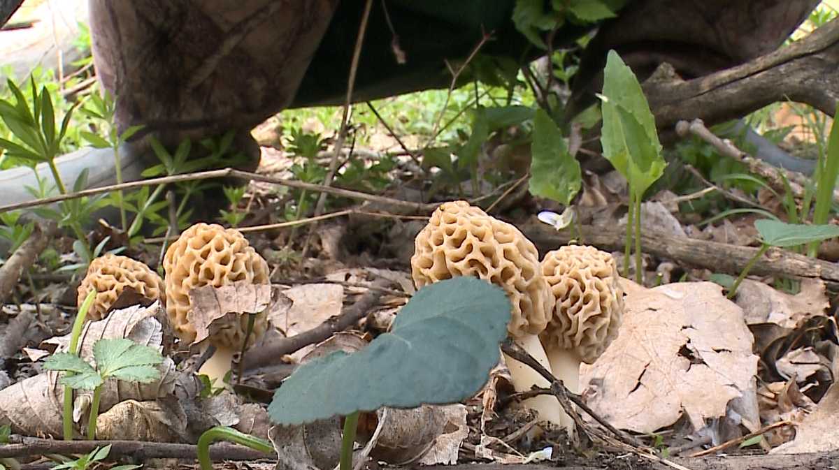Morel mushroom hunters give exclusive look into secret hunting spot