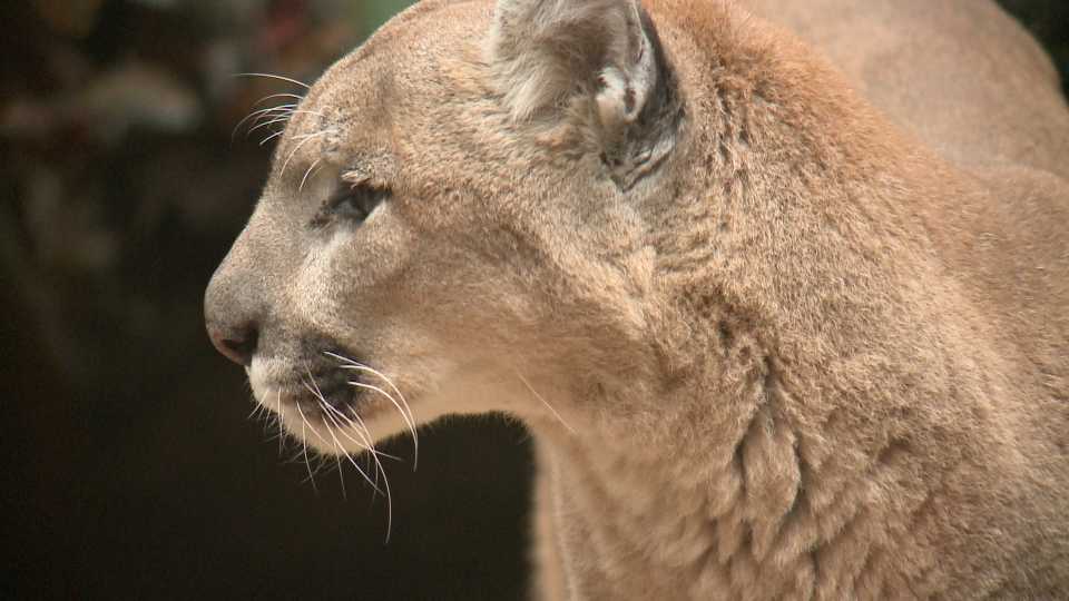 monday-december-5th-mountain-lions-in-new-hampshire