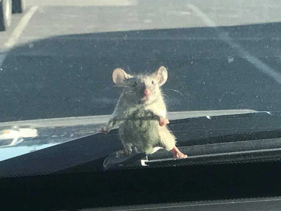 Viral photo: Mouse hitches ride on deputy's windshield
