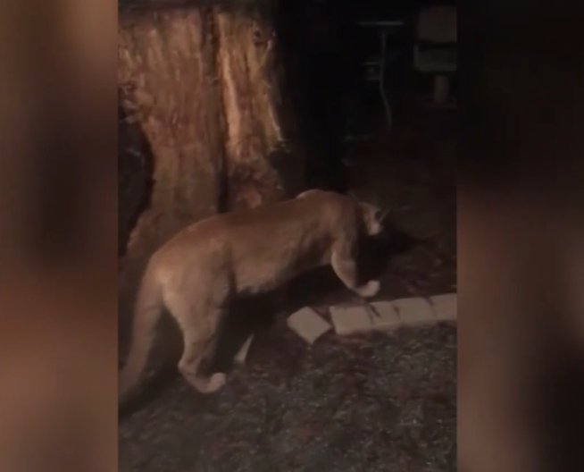 California woman catches mountain lion ‘couple’ lounging outside house
