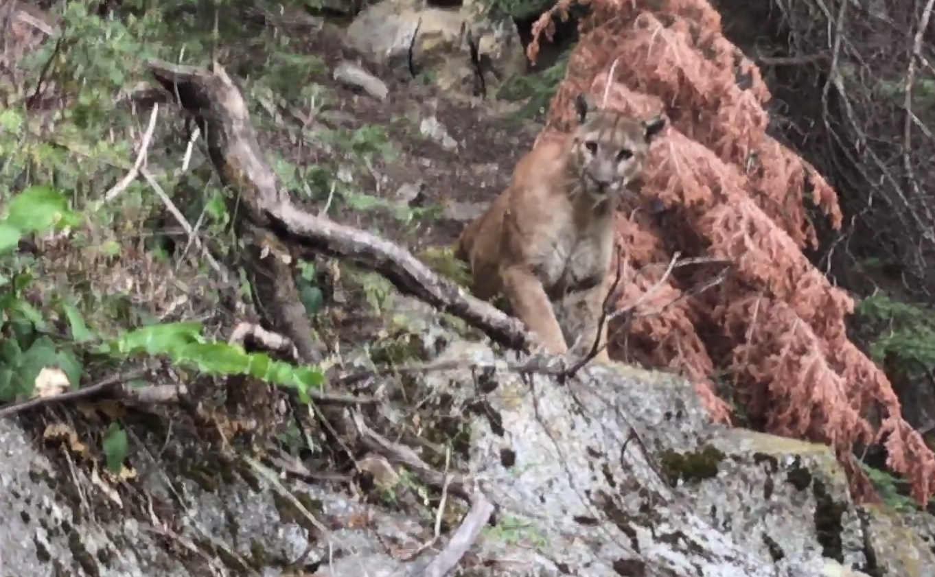 Hikers run into mountain lion, capture encounter on tape