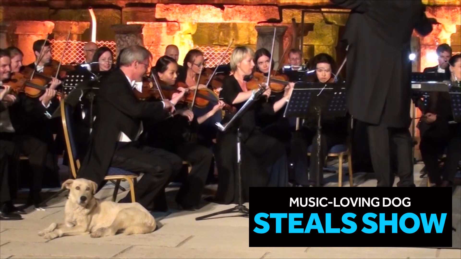 Music-loving pooch steals show at festival