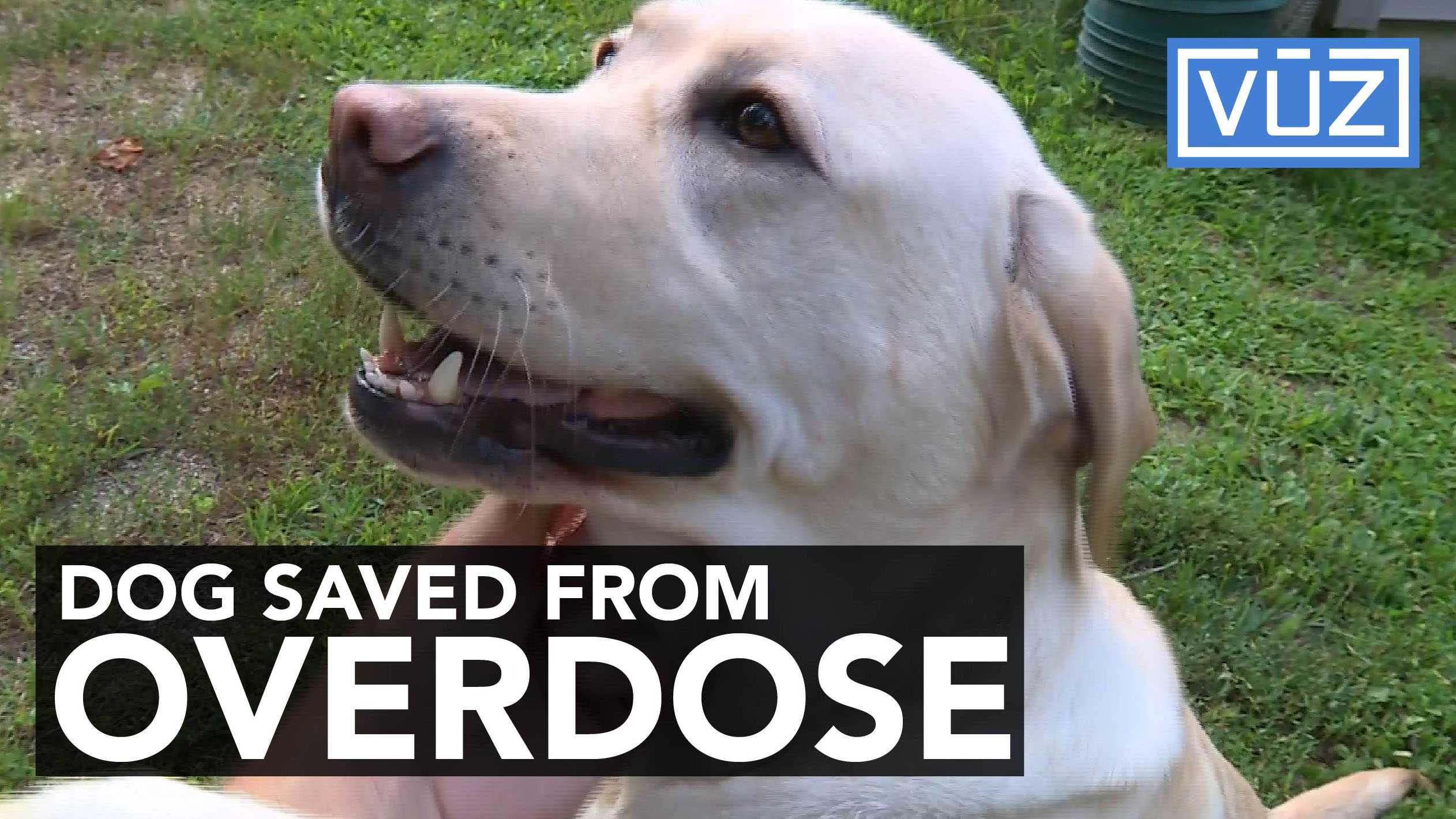 A dog accidentally overdosed on painkillers and is saved by miracle drug
