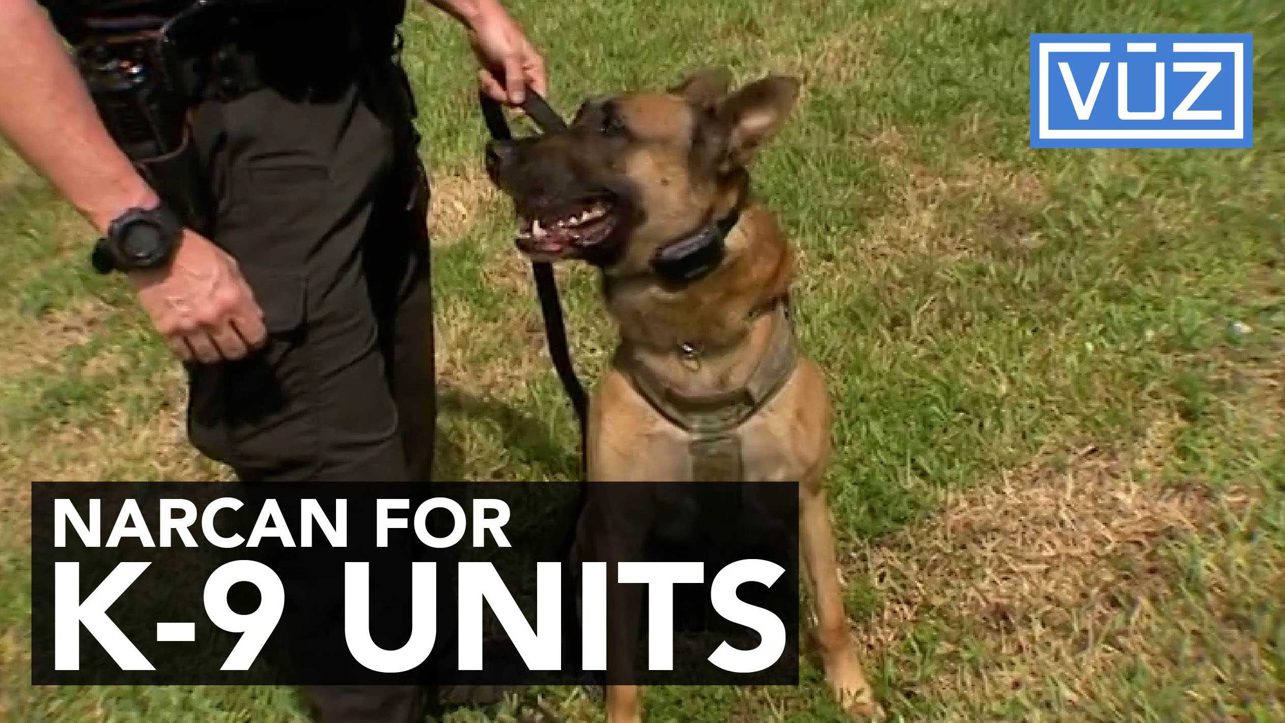 Some police officers carry Narcan for K-9s